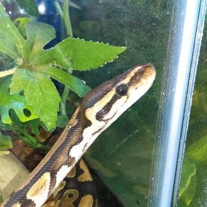 Meet your Posher, Brandon